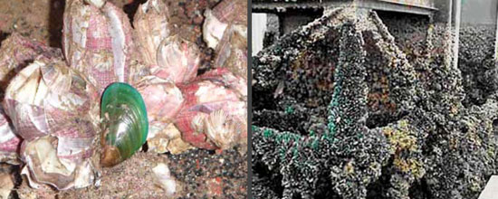 asian green mussel vessel biofouling