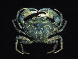 European green shore crab invasive species Australian