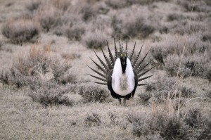 The greater sage grouse lives in sagebrush in the western United States and Canada. The US BLM is currently updating resource management plans in 11 states aimed at minimizing the impact of human activity on the sage grouse’s habitat. A coalition, which includes the IADC, argues the BLM used reports with flawed and biased data to update the resource plans. 