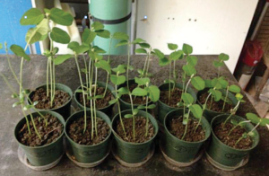 Figure 1 depicts the growth of plants in varying ratios of top soil to salt-free NAF cuttings blend. From left are: 100% top soil, 5:1, 3:1, 1:1 and 100% cuttings blend. 